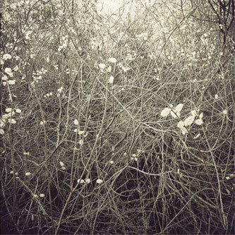 Steven Hess & Christopher McFall : The Inescapable Fox (LP, Ltd)